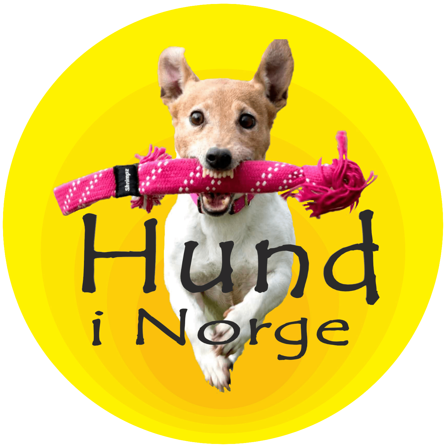 Omtale og erfaring med Hund i Norge